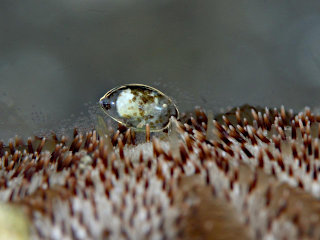 Melavargula japonica